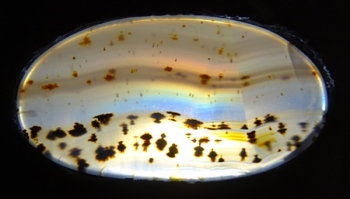 Montana Moss Agate w/Rainbow Iris from Yellowstone River Alluvial Gravels, Montana, USA [db_pics/pics/RMA100-image.JPG]