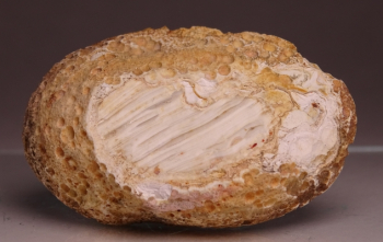 Agate Creek Agate from Etheridge Shire, Queensland, Australia [db_pics/pics/b_DSC05968.jpg]